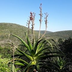 Aloe pluridens