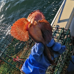 Hemitripterus americanus