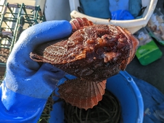 Hemitripterus americanus