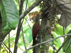 Dendroplex picus dugandi