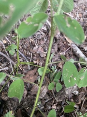 Lespedeza hirta