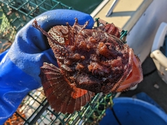 Hemitripterus americanus