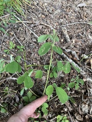 Lespedeza hirta