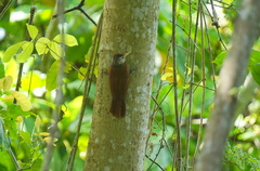 Dendroplex picus dugandi