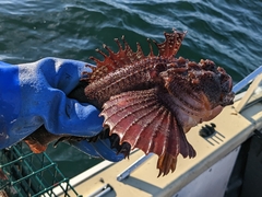 Hemitripterus americanus