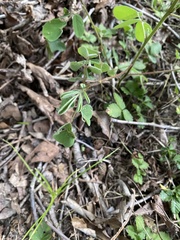 Lespedeza hirta