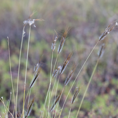Dichanthium sericeum