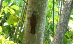 Dendroplex picus dugandi