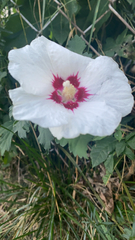 Hibiscus syriacus