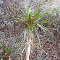 Dracaena aletriformis