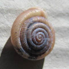 Polygyra cereolus