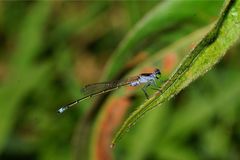 Ischnura pruinescens