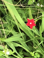 Ipomoea quamoclit