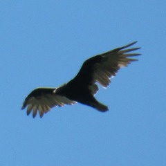 Cathartes aura septentrionalis