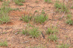 Tripogonella loliiformis