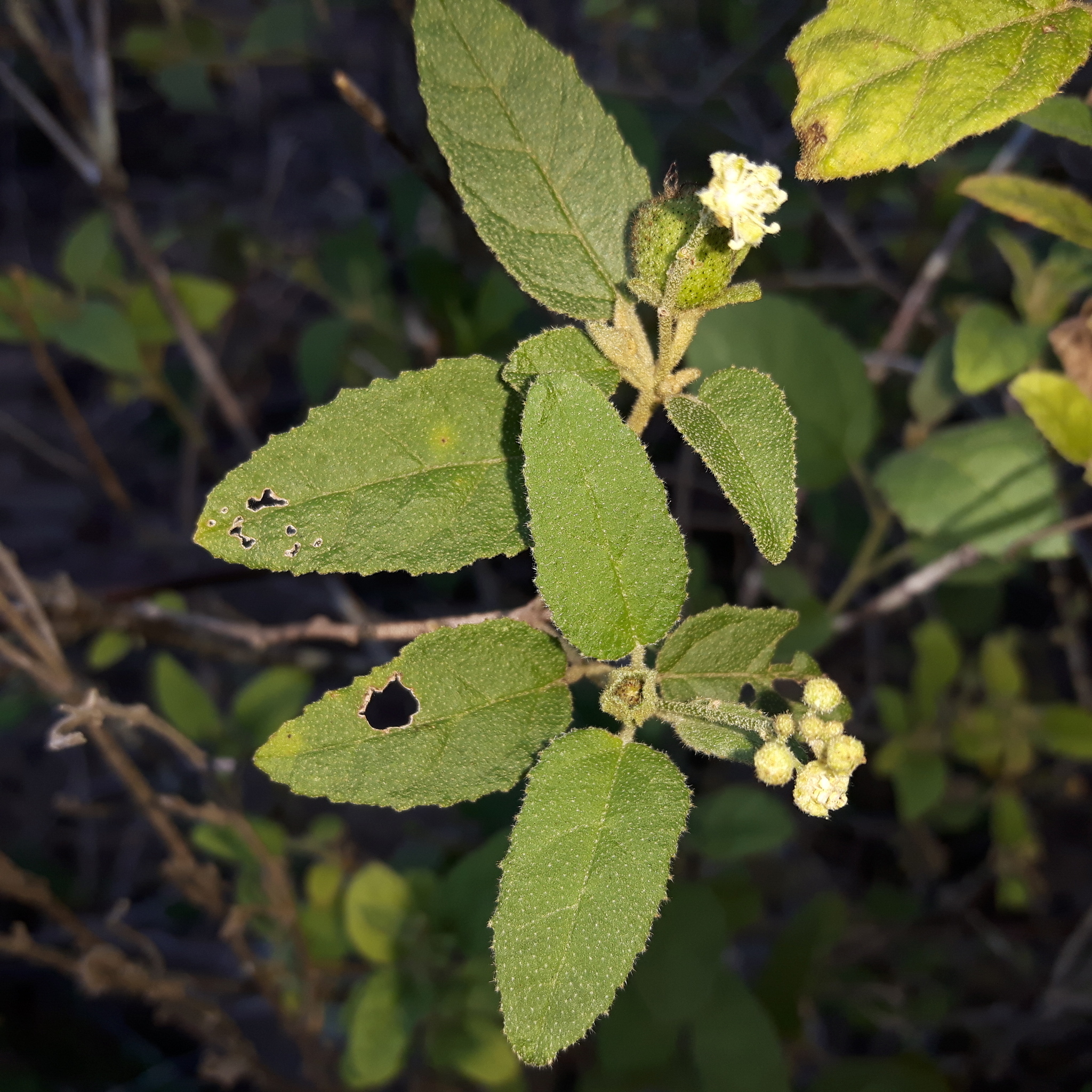 Croton rivularis