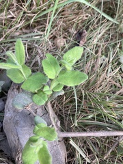 Lonicera hispidula