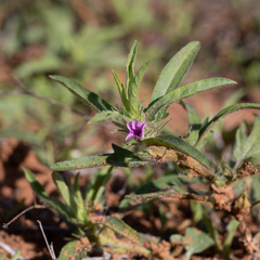 Ipomoea polymorpha