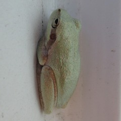 Hyla femoralis