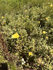 Oenothera drummondii
