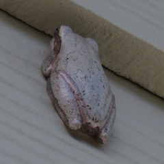 Hyla femoralis