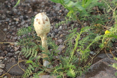 Podaxis