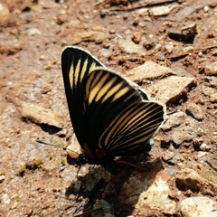 Chlosyne ehrenbergii