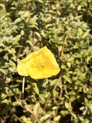 Oenothera drummondii