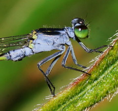 Ischnura pruinescens