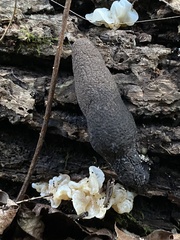 Xylaria longipes