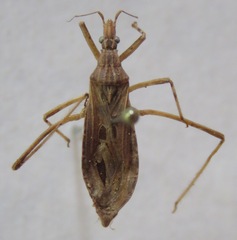 Stenopoda