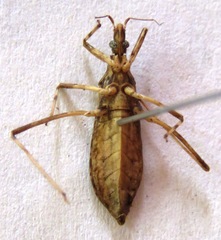 Stenopoda