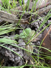 Veronica arvensis