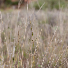 Sporobolus actinocladus