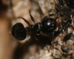 Crematogaster ashmeadi