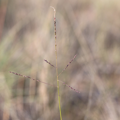 Digitaria divaricatissima