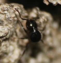 Crematogaster ashmeadi