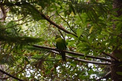 Cyanoramphus cookii