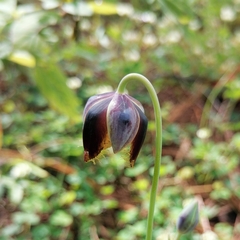 Calochortus barbatus