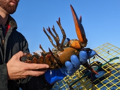 Homarus americanus