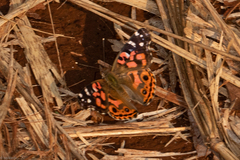 Vanessa braziliensis