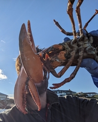 Homarus americanus