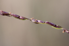Digitaria divaricatissima