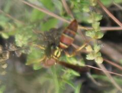 Polistes dorsalis dorsalis