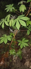 Manihot esculenta