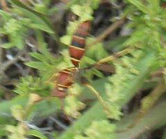 Polistes dorsalis dorsalis