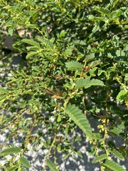 Chamaecrista nictitans