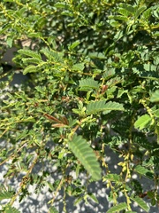 Chamaecrista nictitans