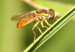 Toxomerus floralis