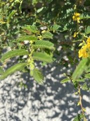 Chamaecrista nictitans